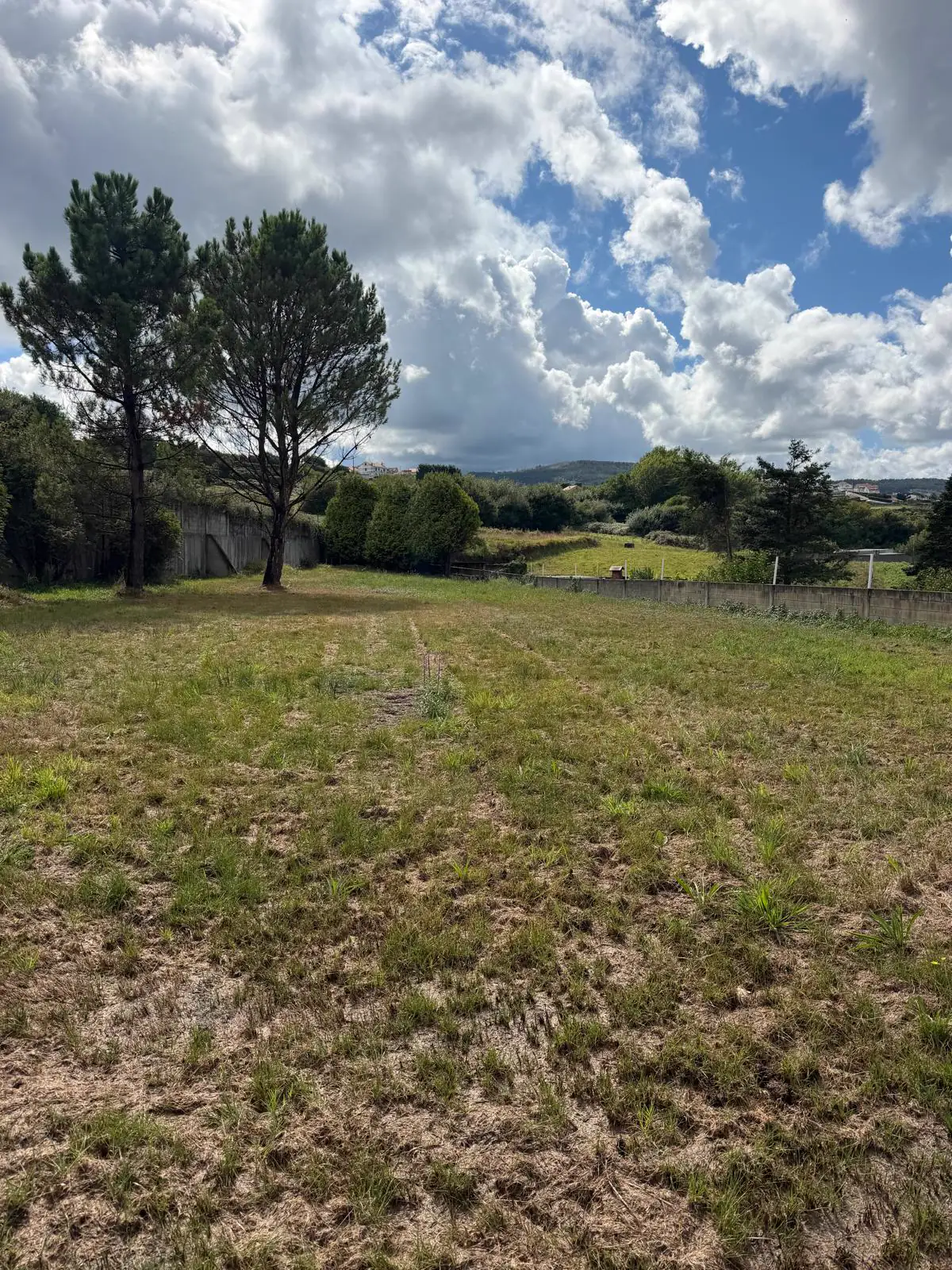 Trees and surroundings of the plot in Lema